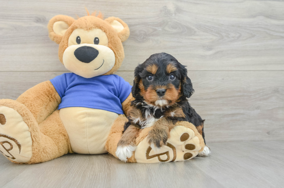 6 week old Cavapoo Puppy For Sale - Puppy Love PR