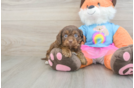 Smart Cavapoo Poodle Mix Pup