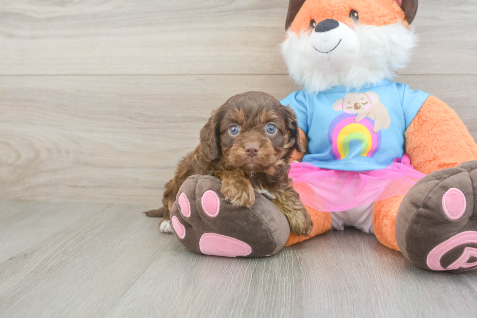 Smart Cavapoo Poodle Mix Pup