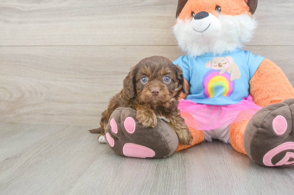5 week old Cavapoo Puppy For Sale - Puppy Love PR
