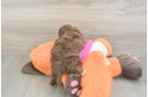 Best Cavapoo Baby