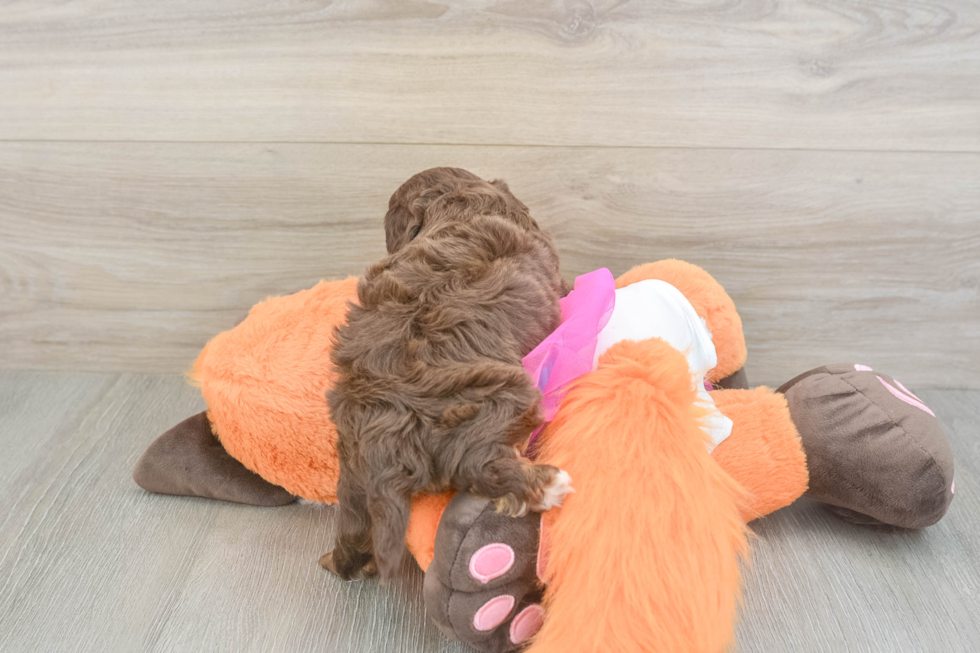 Best Cavapoo Baby