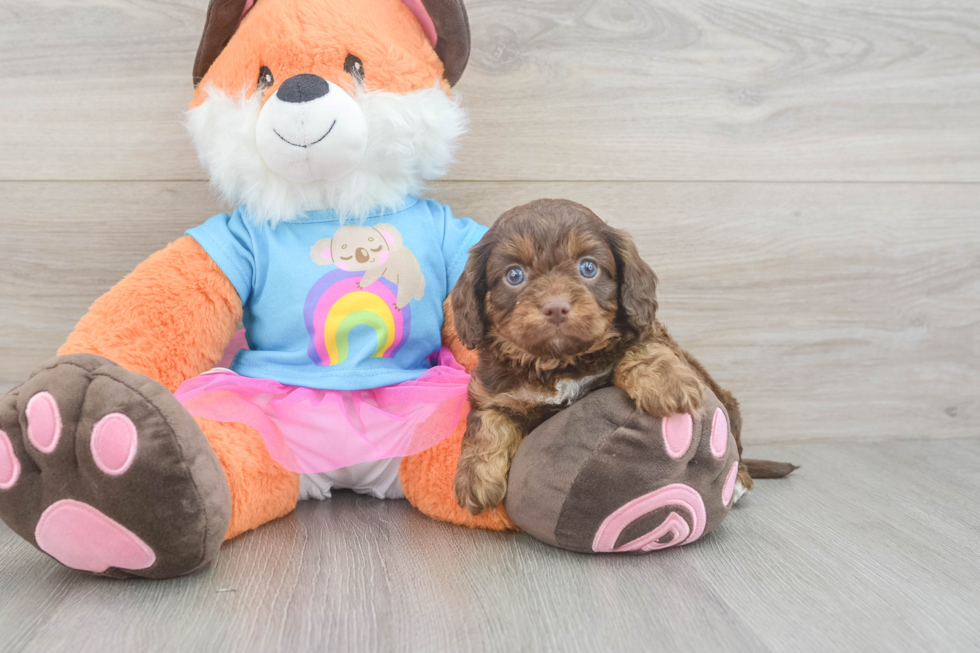 Best Cavapoo Baby