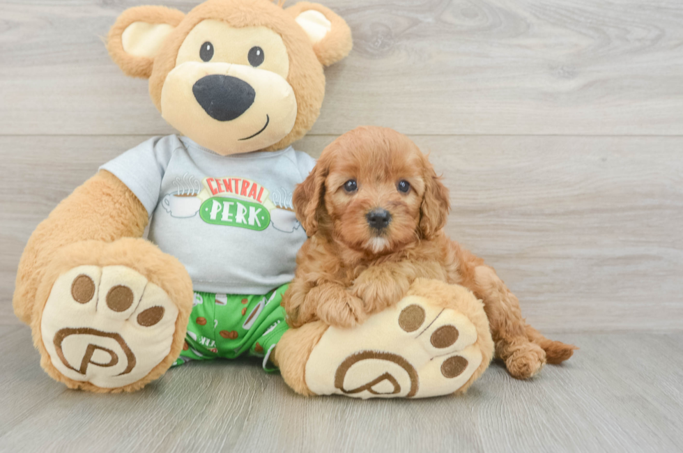 6 week old Cavapoo Puppy For Sale - Puppy Love PR