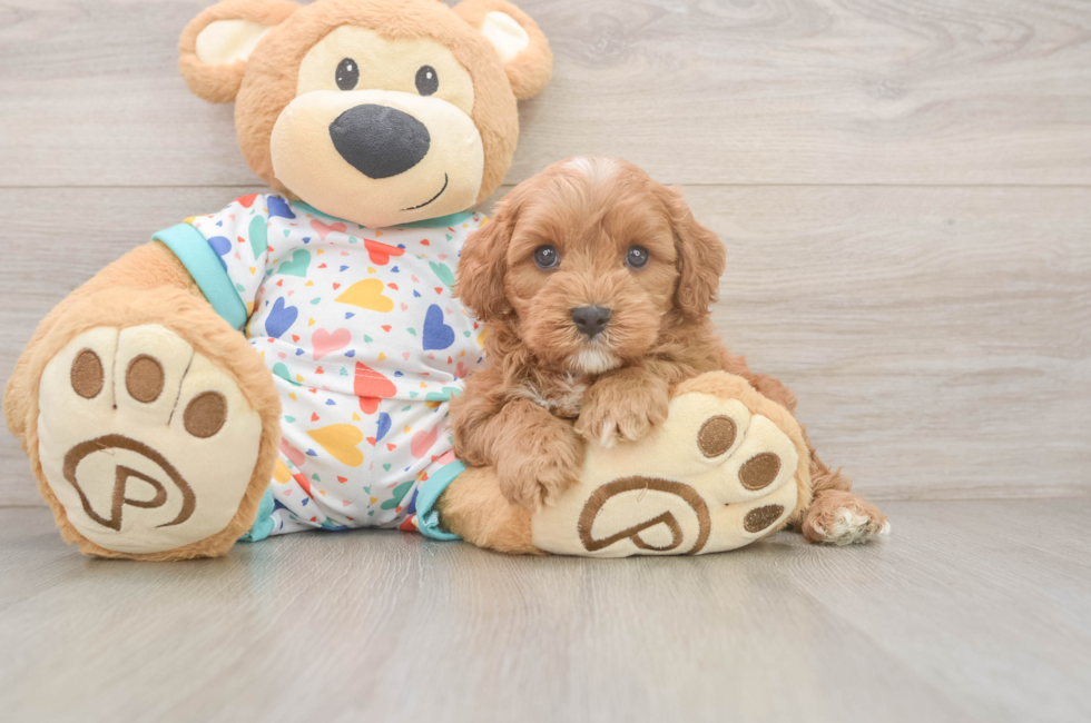 6 week old Cavapoo Puppy For Sale - Puppy Love PR