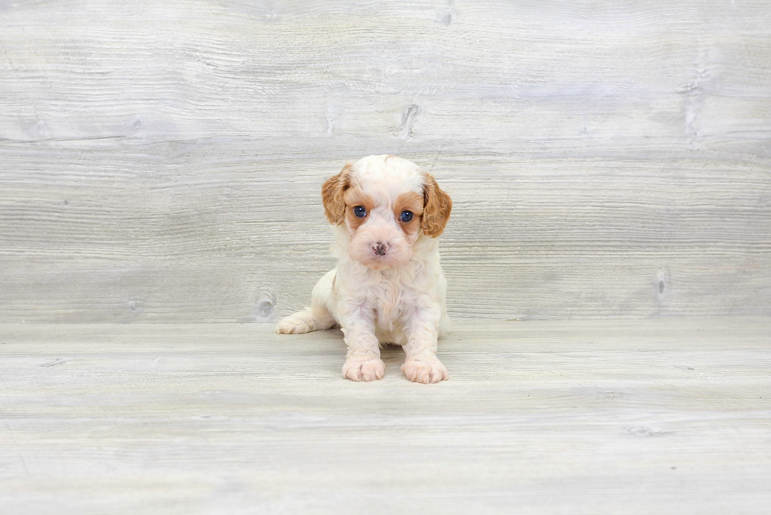 Cavapoo Puppy for Adoption