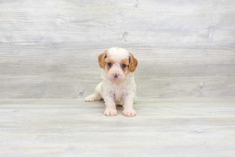 Meet Tyson - our Cavapoo Puppy Photo 1/4 - Puppy Love PR Cavapoo Puppy for Adoption