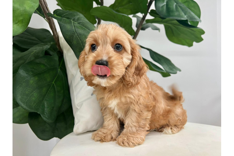 Meet Tyson - our Cavapoo Puppy Photo 1/5 - Puppy Love PR Cute Cavoodle Poodle Mix Puppy
