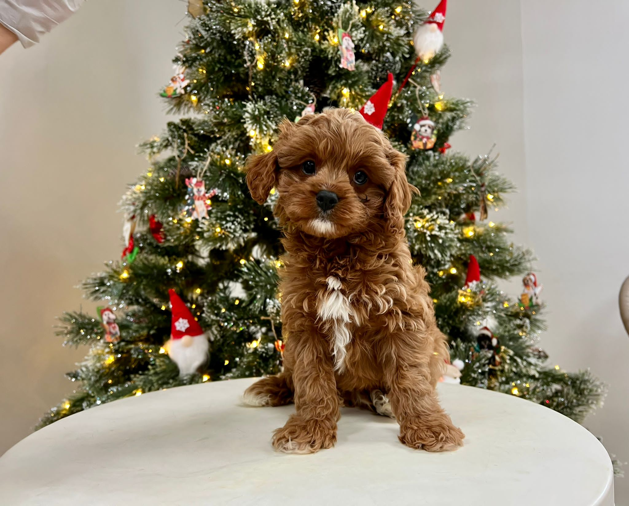 Cute Cavapoo Baby