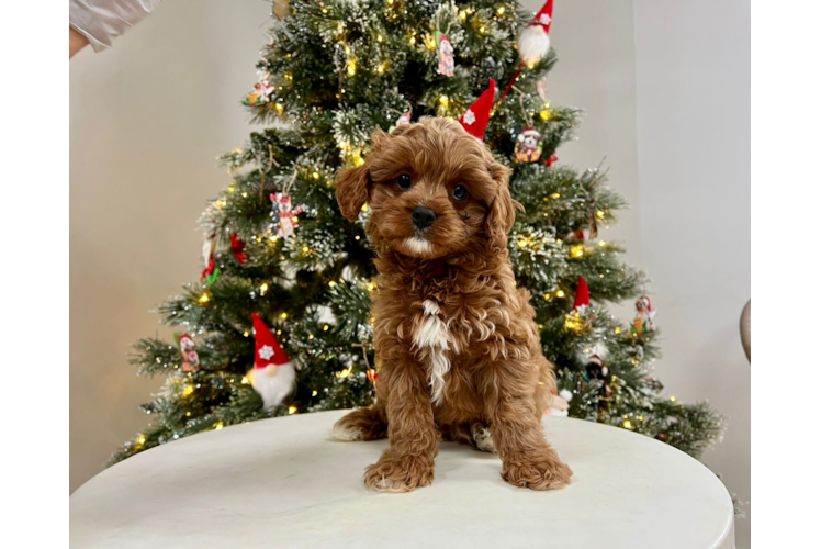 Cute Cavapoo Baby