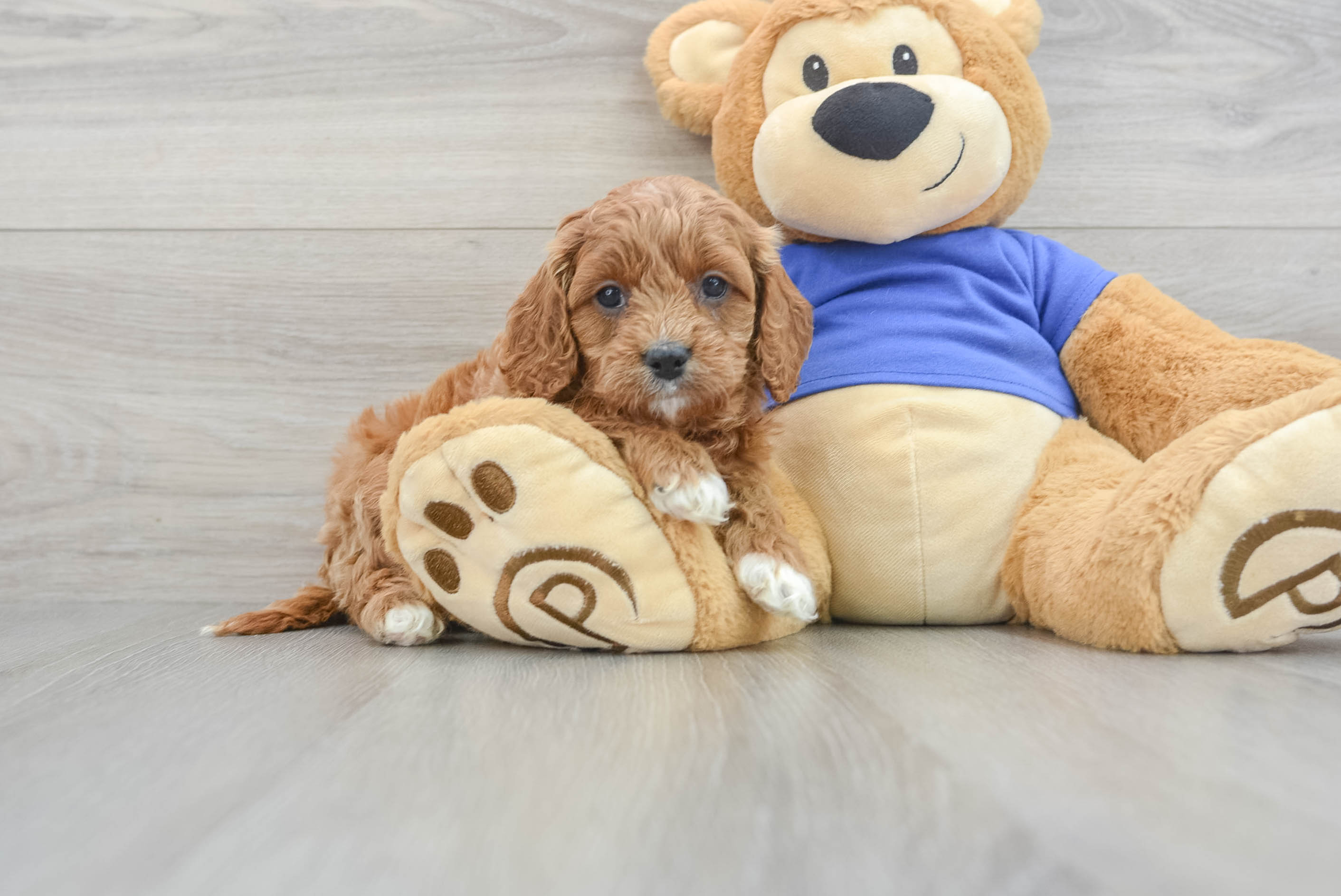 Cute Cavapoo Baby