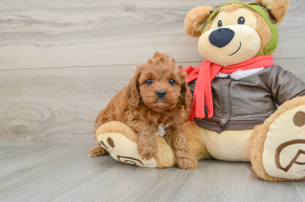 6 week old Cavapoo Puppy For Sale - Puppy Love PR