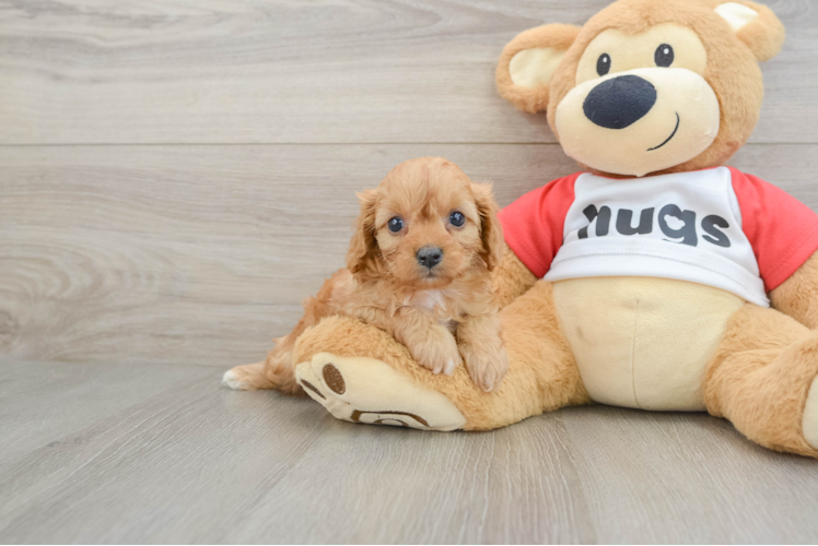 Adorable Cavalier King Charles Spaniel and Poodle Mix Poodle Mix Puppy