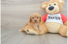 Adorable Cavalier King Charles Spaniel and Poodle Mix Poodle Mix Puppy