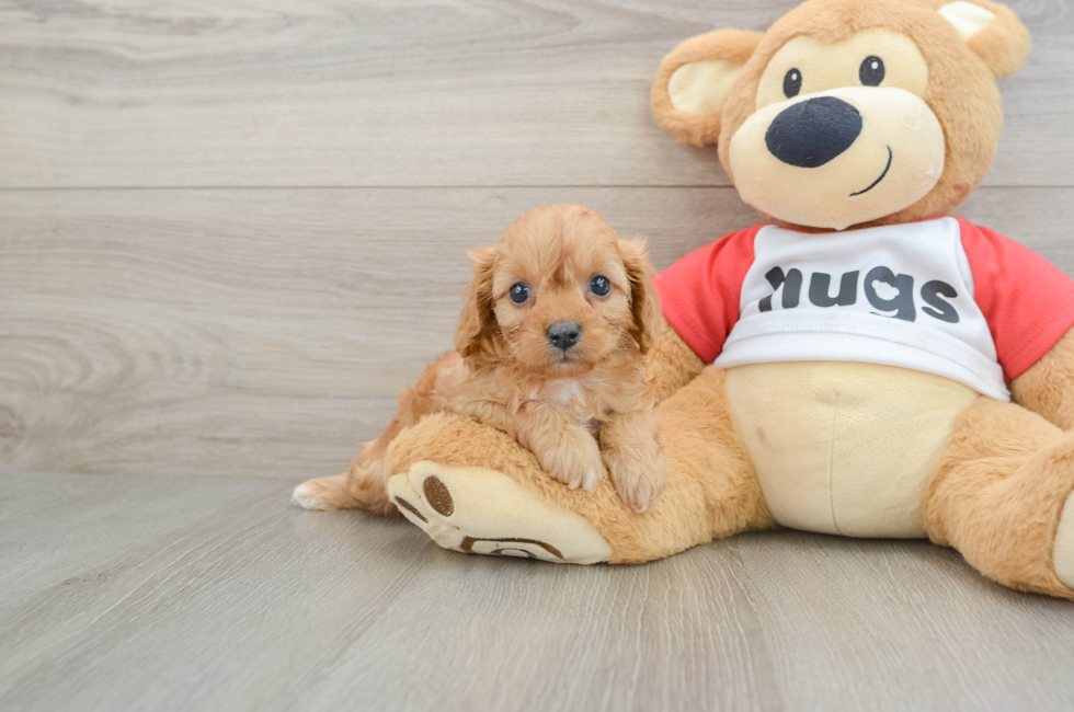 7 week old Cavapoo Puppy For Sale - Puppy Love PR