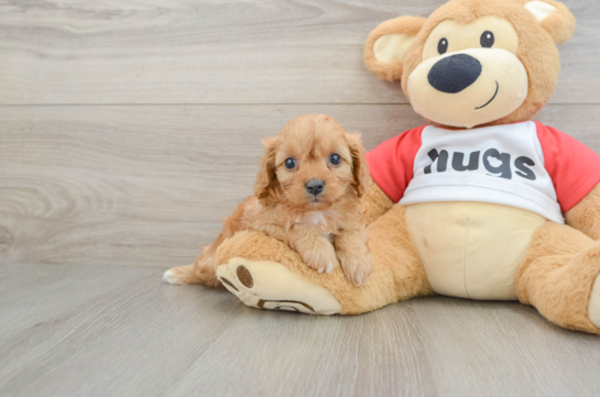 Adorable Cavalier King Charles Spaniel and Poodle Mix Poodle Mix Puppy