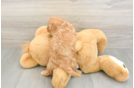 Energetic Cavoodle Poodle Mix Puppy