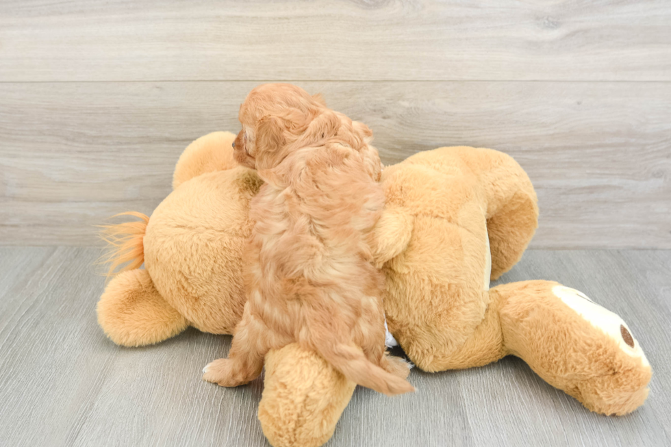 Energetic Cavoodle Poodle Mix Puppy