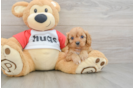 Cavapoo Pup Being Cute