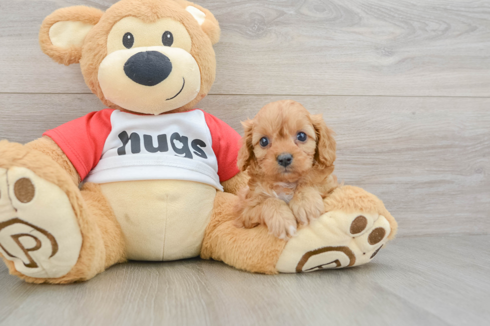 Cavapoo Pup Being Cute