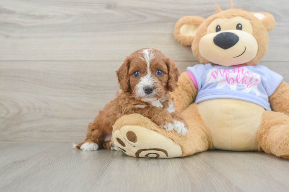5 week old Cavapoo Puppy For Sale - Puppy Love PR