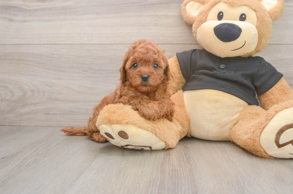 5 week old Cavapoo Puppy For Sale - Puppy Love PR