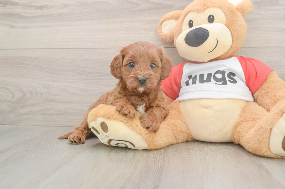 6 week old Cavapoo Puppy For Sale - Puppy Love PR