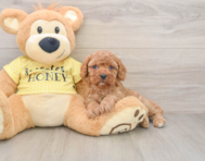 8 week old Cavapoo Puppy For Sale - Puppy Love PR