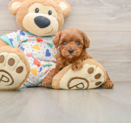 7 week old Cavapoo Puppy For Sale - Puppy Love PR
