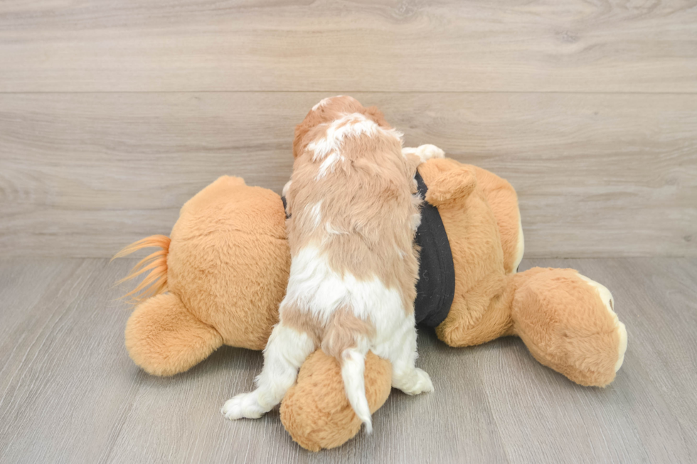 Funny Cavapoo Poodle Mix Pup
