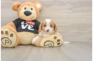 Cavapoo Puppy for Adoption