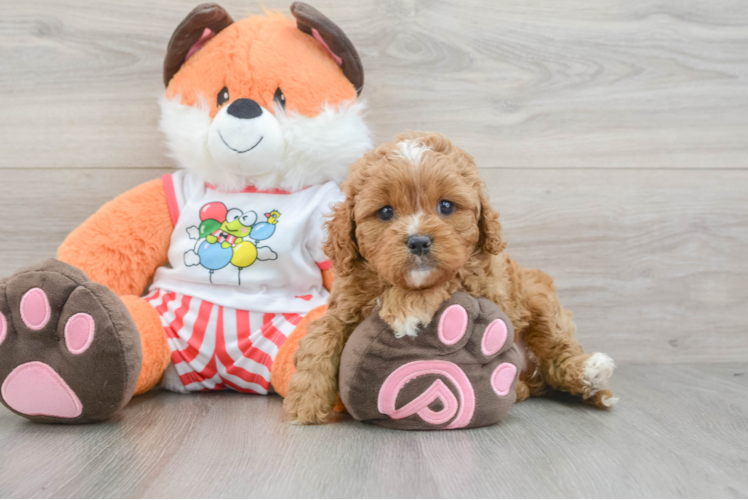 Popular Cavapoo Poodle Mix Pup