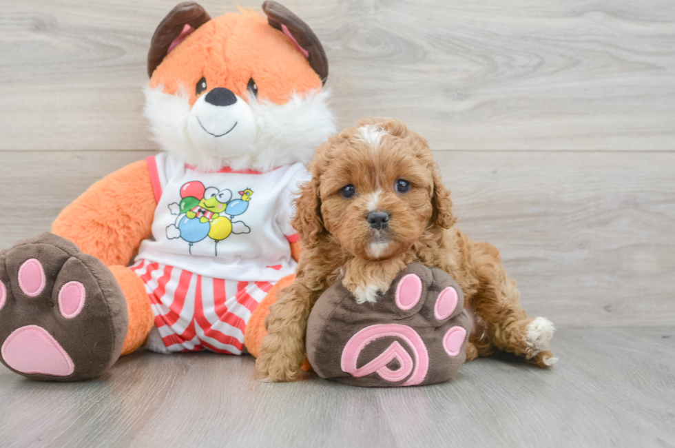 6 week old Cavapoo Puppy For Sale - Puppy Love PR