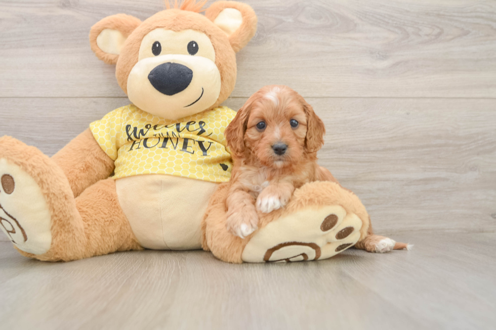Cavapoo Pup Being Cute