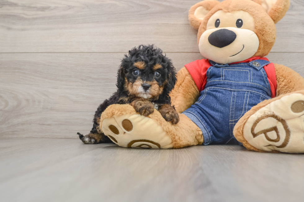 Cute Cavapoo Baby