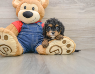 8 week old Cavapoo Puppy For Sale - Puppy Love PR
