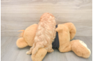 Energetic Cavoodle Poodle Mix Puppy