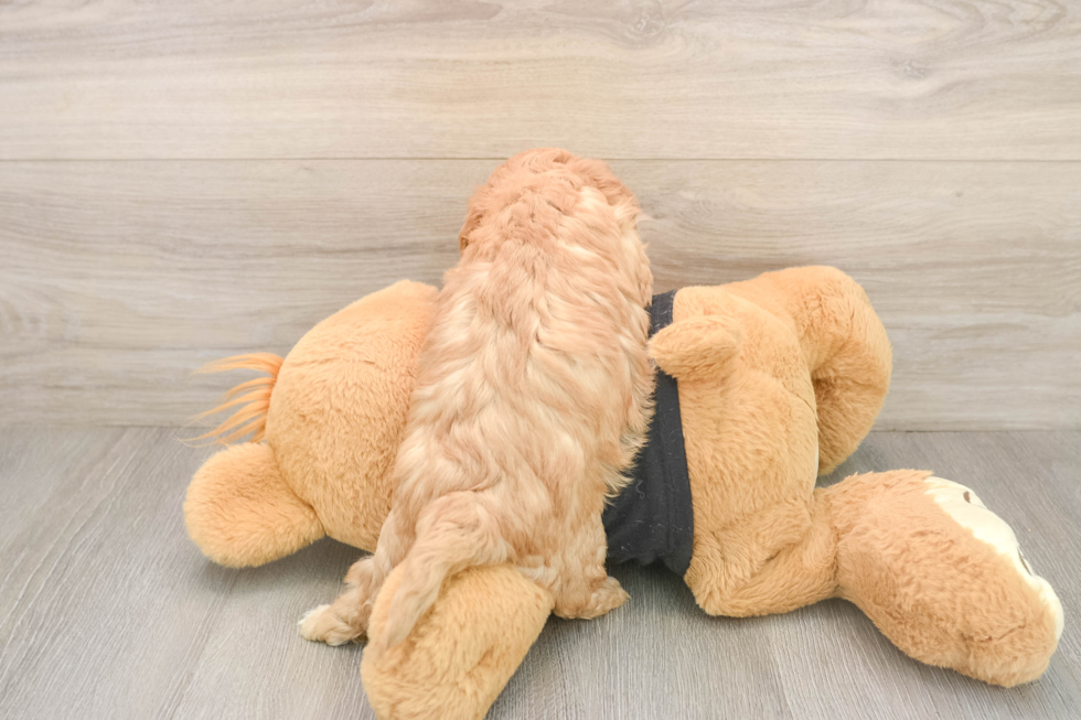 Energetic Cavoodle Poodle Mix Puppy