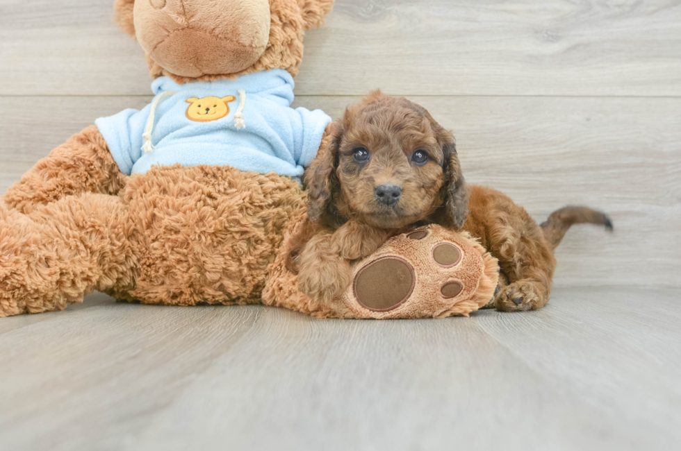 7 week old Cavapoo Puppy For Sale - Puppy Love PR