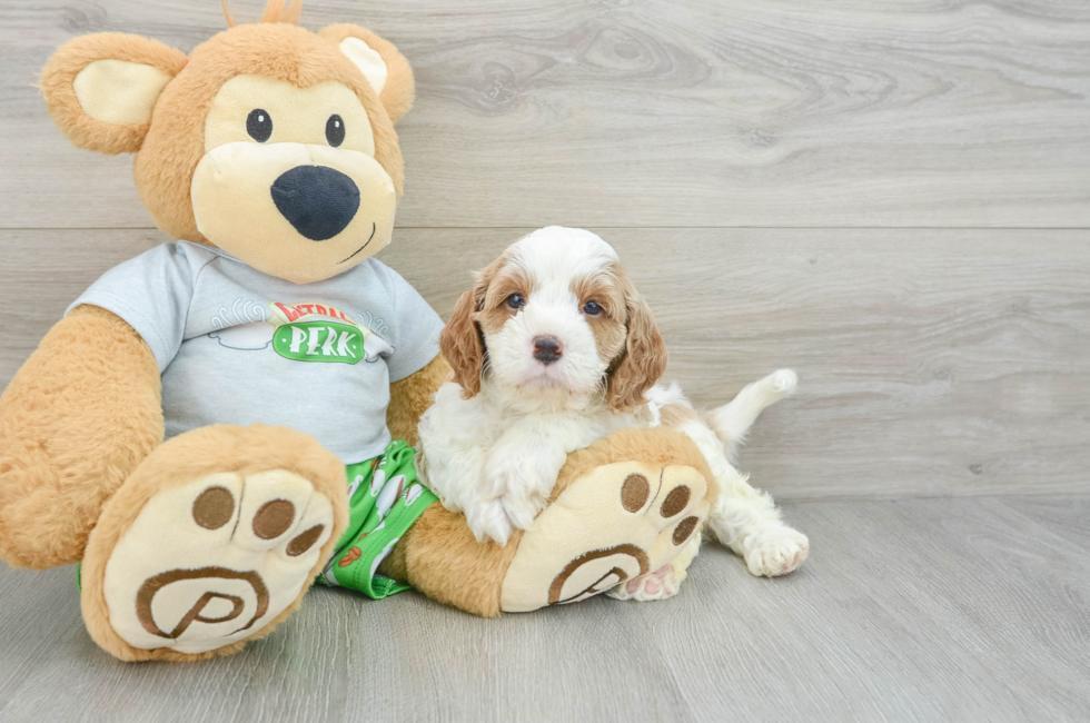 7 week old Cavapoo Puppy For Sale - Puppy Love PR