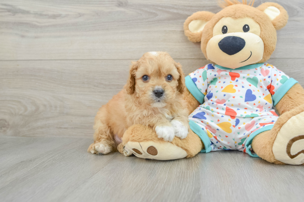 7 week old Cavapoo Puppy For Sale - Puppy Love PR