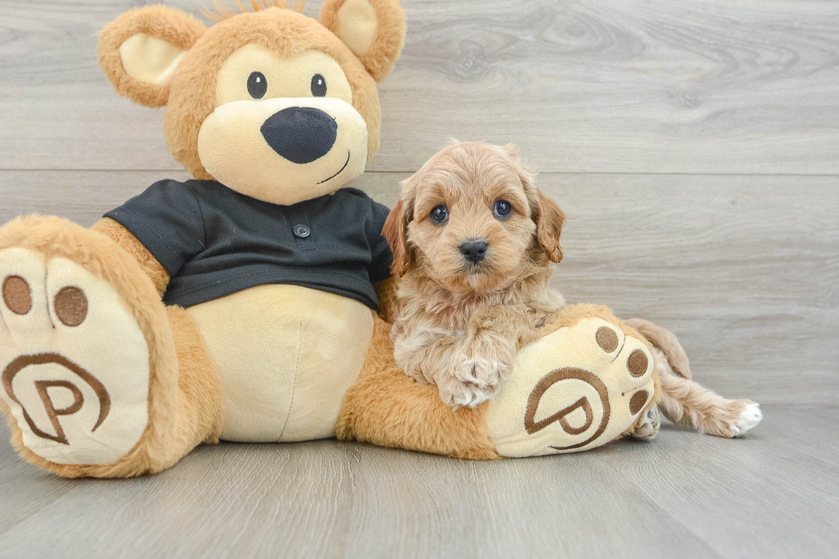 Hypoallergenic Cavadoodle Poodle Mix Puppy