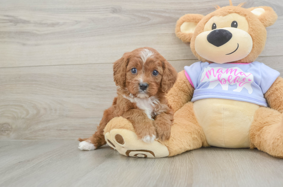 5 week old Cavapoo Puppy For Sale - Puppy Love PR