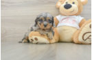 Cavapoo Pup Being Cute