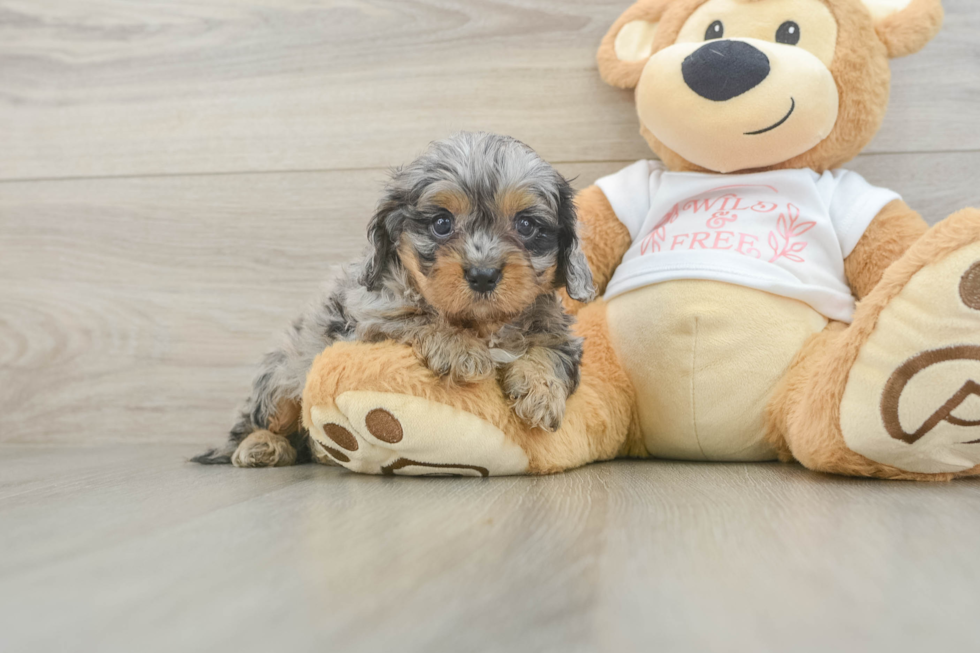 Cavapoo Pup Being Cute