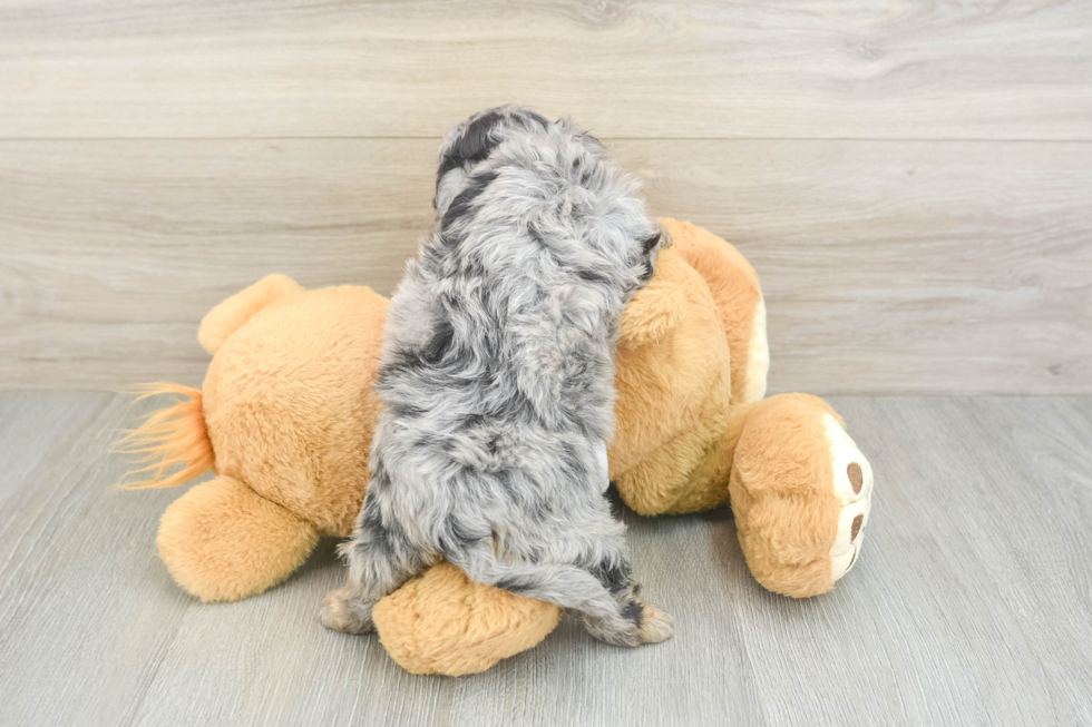 Best Cavapoo Baby