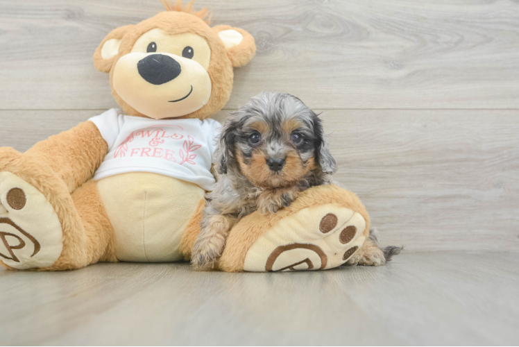 Cavapoo Puppy for Adoption