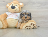 8 week old Cavapoo Puppy For Sale - Puppy Love PR
