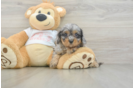 Cavapoo Puppy for Adoption