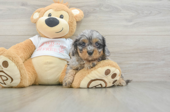 Cavapoo Puppy for Adoption